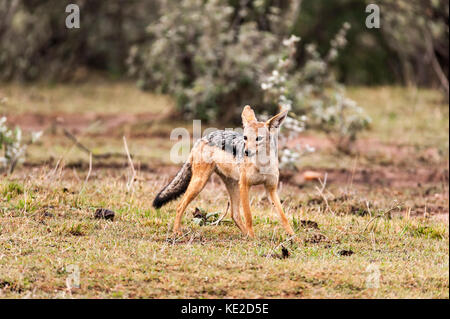 Jackal dans le Masai Mara, Kenya Banque D'Images