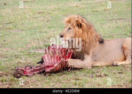 Lion mâle dans le Masai Mara, Kenya Banque D'Images