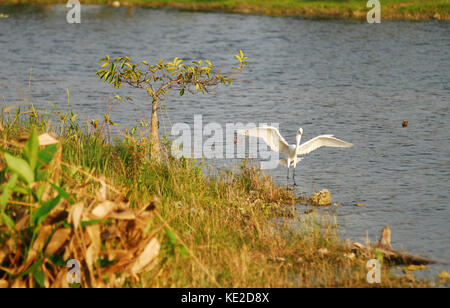 Aigrette neigeuse dans les Everglades de Floride wilderness Banque D'Images