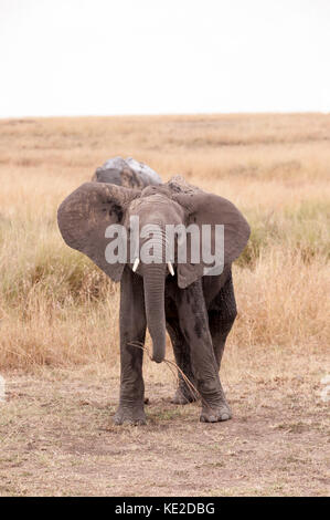 Éléphant pendant et après un bain de boue dans le Masai Mara, Kenya Banque D'Images