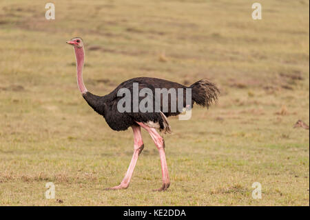 L'Ostrich commun dans le Masai Mara, Kenya Banque D'Images