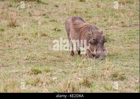 Warthog dans la réserve nationale de Maasai Mara Banque D'Images