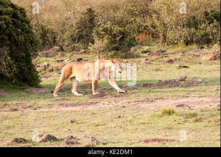 Lion féminin dans la réserve nationale de Maasai Mara Banque D'Images