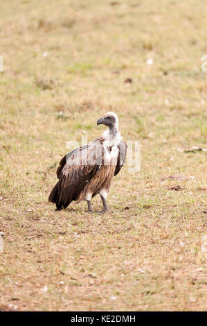 Vautour africain à dos blanc dans la réserve nationale de Maasai Mara Banque D'Images