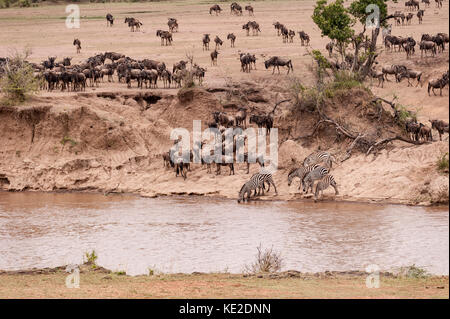 Zebra et Widebeest sur la migration des grands animaux dans la réserve nationale de Maasai Mara Banque D'Images