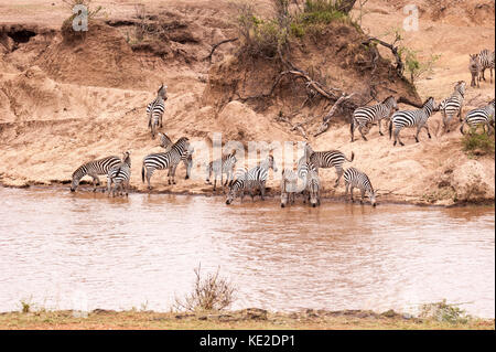 Zebra sur la migration de la grande espèce animale dans la réserve nationale de Maasai Mara Banque D'Images