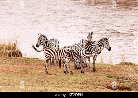 Zebra sur la migration de la grande espèce animale dans la réserve nationale de Maasai Mara Banque D'Images