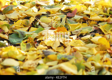 La litière de feuilles caduques à partir de mélange d'automne tombée le bouleau et le peuplier. feuilles automne fond. Banque D'Images