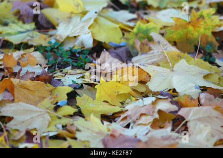 Litière de feuillus multicolores mélange d'automne et de l'érable platanus tombé. feuilles automne fond. Banque D'Images