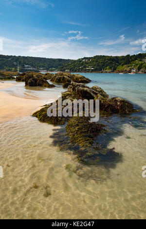 Rochers et algues à marée basse, estuaire de Salcombe, Devon, Royaume-Uni Banque D'Images