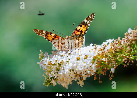 Vue avant close up d'argent à la chaux fritillary (Argynnis paphia) nectar d'alimentation papillon et pollinisent, sur fond blanc, arbre aux papillons Buddleja davidii Banque D'Images