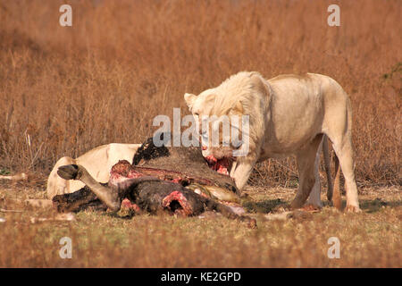 Les Lions blancs se nourrissant d'une carcasse de gnous dans une réserve dans la province de Gauteng, Afrique du Sud Banque D'Images