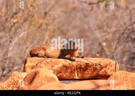 Dans la province du Limpopo Rock Hyrax, Afrique du Sud Banque D'Images