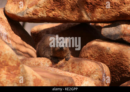 Hyrax Rock Dassie) (en se cachant dans les roches dans la province du Limpopo, Afrique du Sud Banque D'Images