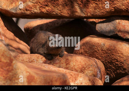 Hyrax Rock Dassie) (en se cachant dans les roches dans la province du Limpopo, Afrique du Sud Banque D'Images