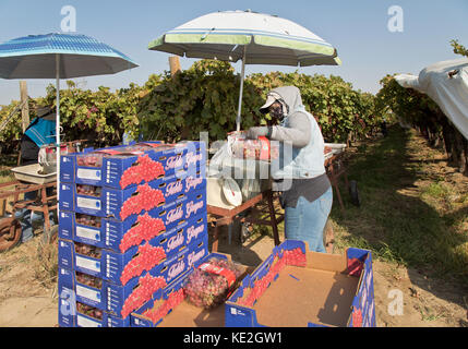 Agent de terrain (femelle) pesant récoltés et emballés sans pépins de raisin de table rouge 'Crimson' Vitis vinifera 'variété'. Banque D'Images