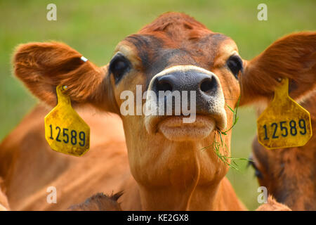 Visage et à la tête de vache libre avec les tags dans ses oreilles en montrant son numéro d'identification Banque D'Images