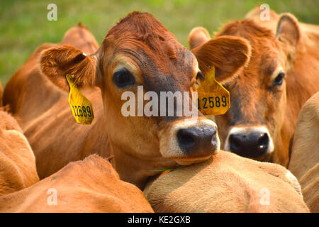 Portrait de vache avec des étiquettes d'identification dans les oreilles Banque D'Images