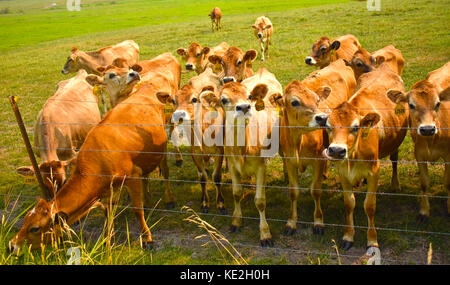 Un troupeau de vaches debout derrière une clôture de barbelés. Une des vaches pèle sur de l'herbe. Banque D'Images