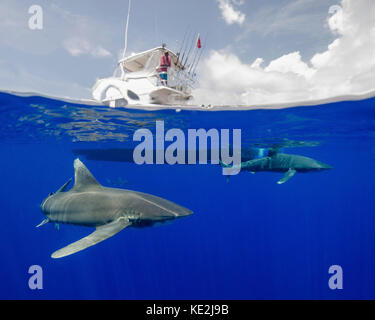 Un capitaine de bateau observe un requin blanc océanique en contrebas à Cat Island aux Bahamas. Banque D'Images