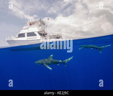 Deux requins océaniques nagent sous un bateau aux Bahamas. Banque D'Images