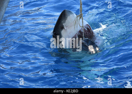 Un grand requin blanc attaquant au thon de l'île de Guadalupe, au Mexique. Banque D'Images