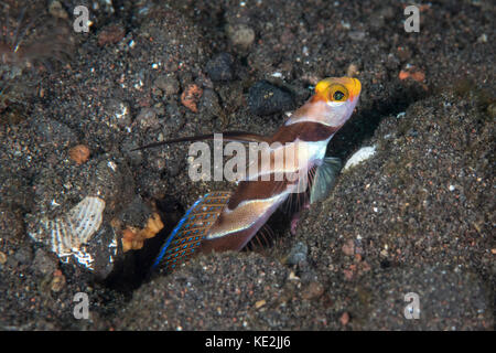 Shrimpgoby villeuse noire dans le sable. Banque D'Images