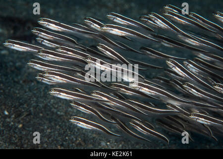 Poisson-chat rayé à Sulawesi du Nord, Indonésie. Banque D'Images