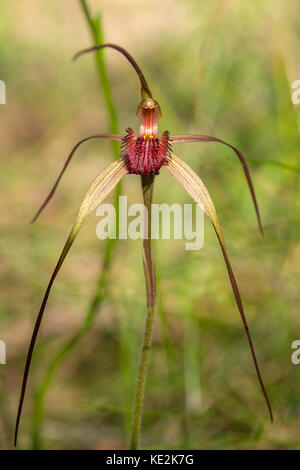 Caladenia oenochila, Vin-lipped Spider-orchid à Baluk Flore Willam Réserver, Belgrave Sud, Victoria, Australie Banque D'Images