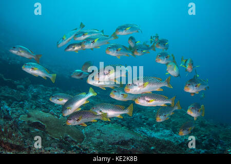 École Sweetlips dans le parc national de Komodo, Indonésie. Banque D'Images