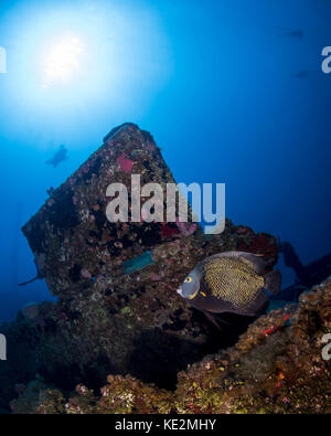 Angelfish français sur le el aguila épave sur Roatan, Honduras. Banque D'Images