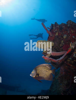 Angelfish français sur le el aguila épave sur Roatan, Honduras. Banque D'Images