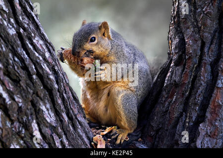 Écureuil roux ou renard mangeant le cône de pin dans l'arbre Banque D'Images