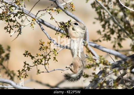 Écureuil de l'antilope à queue blanche mangeant des fleurs de carie en Californie désert Banque D'Images