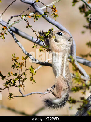 Écureuil de l'antilope à queue blanche mangeant des fleurs de carie en Californie désert Banque D'Images