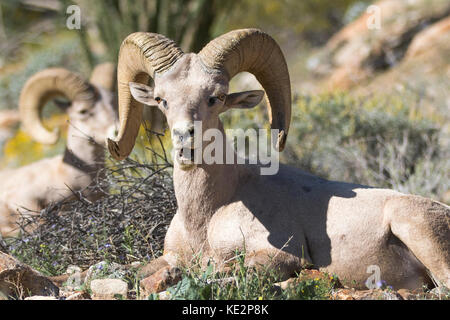 Mouflons à Anza Borrego desert rayures démangent avec pied arrière Banque D'Images