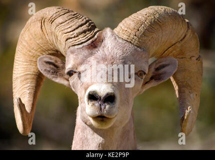 Mouflons à Anza Borrego desert stare Banque D'Images