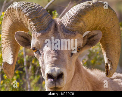 Mouflons à Anza Borrego desert stare Banque D'Images