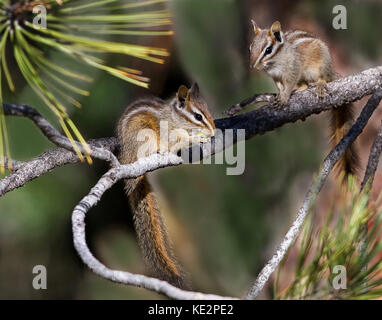 Les tamias Californie mangeant manzanita baies et noix de pin à pin Banque D'Images