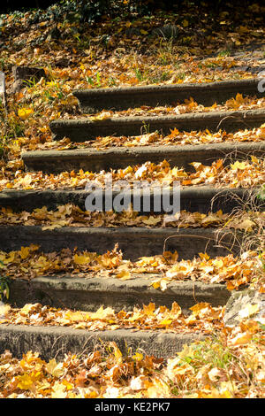 Escaliers plein de feuilles d'automne Banque D'Images