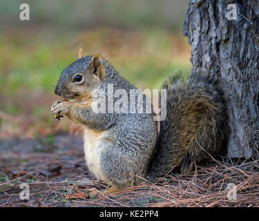 Ou rouge fox squirrel eating cône de pin in tree Banque D'Images