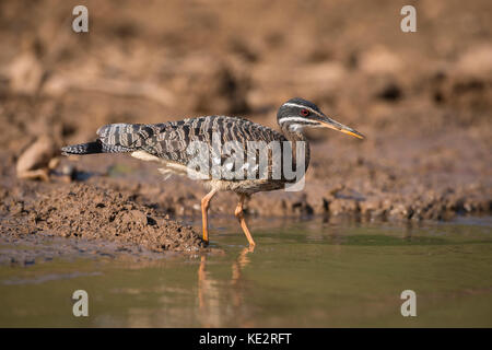 Un Sunbittern du Pantanal, Brésil Banque D'Images