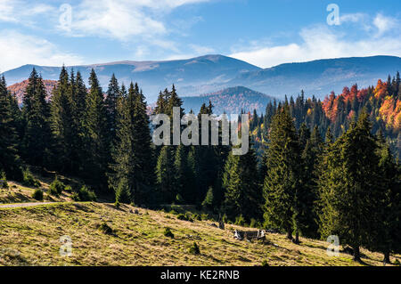 Magnifique paysage de montagne des Carpates en automne au lever du soleil. une forêt mixte sur les pentes du Parc Naturel Apuseni en Roumanie. bihor Mountain Ridge dans le Banque D'Images