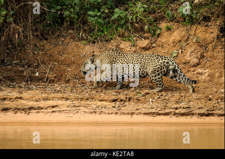 Une Jaguar traque une proie dans le Pantanal, au Brésil Banque D'Images
