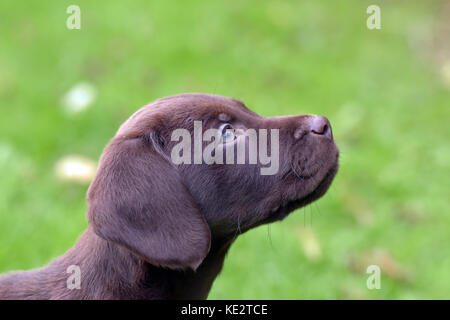 Un très mignon et câlin ou labradinger springador puppy dog, un croisement entre un Épagneul Springer et un labrador. Banque D'Images