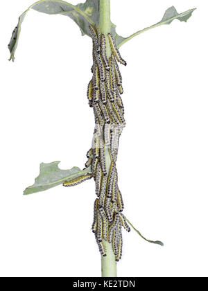 Pieris brassicae - grande les chenilles de papillon blanc du chou Banque D'Images
