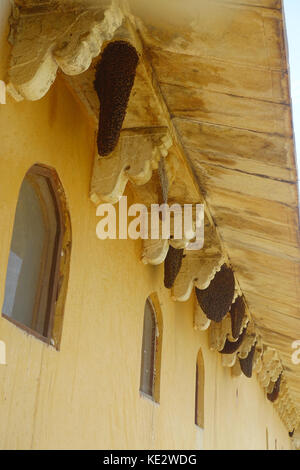 Près d'un nid de guêpe qui pendent du plafond d'un bâtiment à l'extérieur, dans l'ambre fort près de jaipur, Rajasthan, Inde Banque D'Images