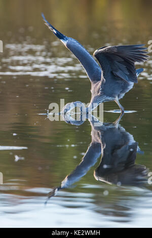 L'héron gris (Ardea cinerea) attend patiemment, toujours en stock et soudainement plein action pour les proies/poissons dans le marais, en Uppland, en Suède Banque D'Images