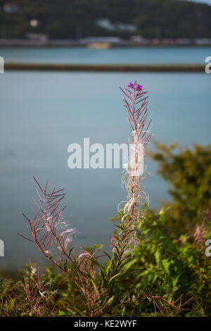 Fleurs pourpres à Fishguard Wales Banque D'Images