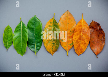 Feuilles de différentes âge de jack fruits arbre sur fond gris. Vieillissement et concept de saison avec des feuilles colorées télévision lay et copiez l'espace. Banque D'Images